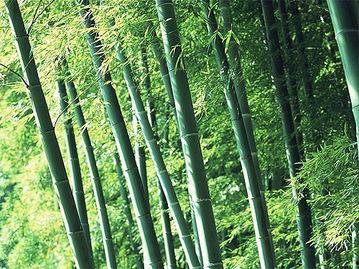 竹林小区新闻爆料视频最新,真相揭秘，居民生活受影响